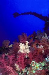 Soft corals on the Aida wreck.
Big brother. F50, 20mm. by Derek Haslam 